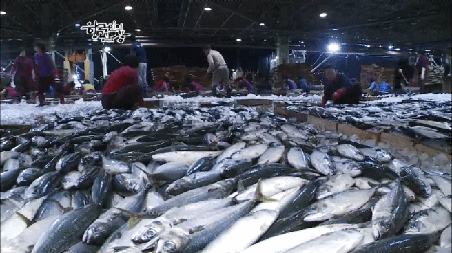 한국인의 밥상 고등어편 | 인스티즈