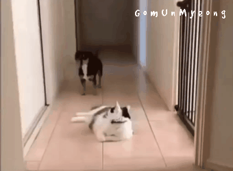 고양이가 앞에 있는것을 본 댕댕이 | 인스티즈