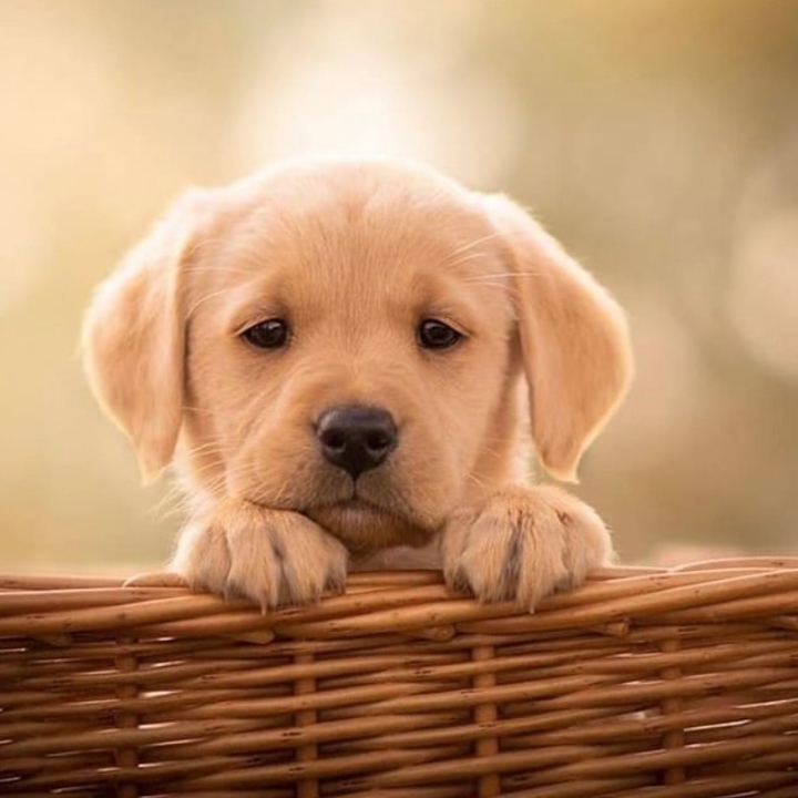 "골든 리트리버" 강아지(사진많음. 데이터주의) | 인스티즈