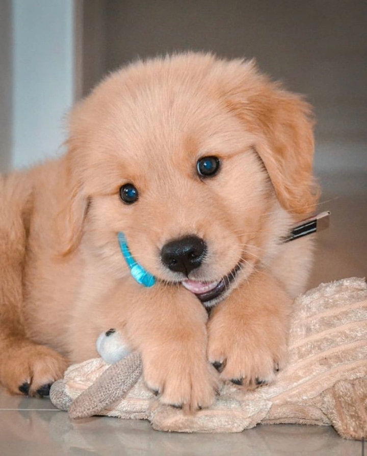 "골든 리트리버" 강아지(사진많음. 데이터주의) | 인스티즈