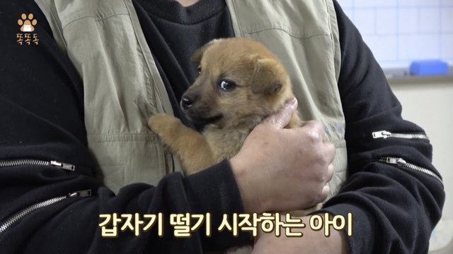 아무도 찾지 않는 믹스견 이야기 | 인스티즈