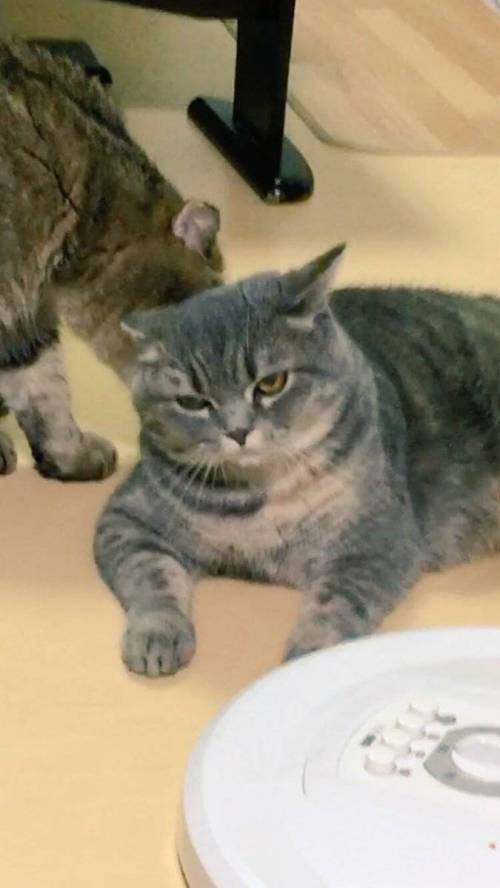 새끼 고양이를 기른지 1년 후 | 인스티즈