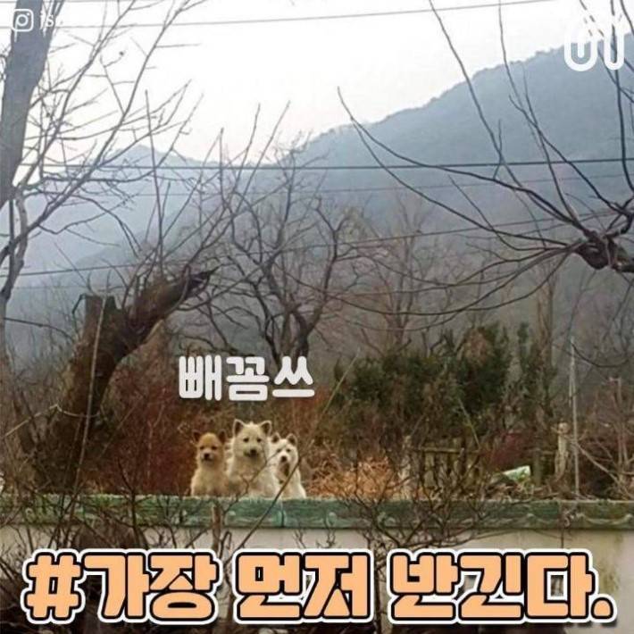 시골 강아지들의 특징.jpg | 인스티즈