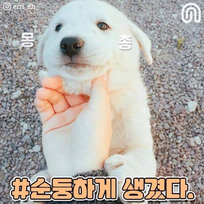 시골 강아지들의 특징.jpg | 인스티즈