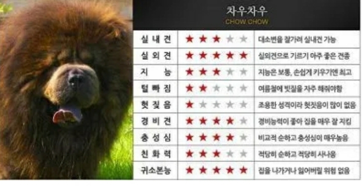 대형견들의 장단점.JPG | 인스티즈