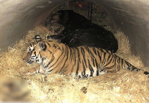 친구가 죽어서 슬픈 곰 | 인스티즈