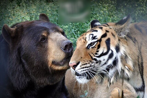 친구가 죽어서 슬픈 곰 | 인스티즈