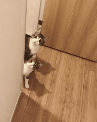 귀여움 주의 (고양이 주의) | 인스티즈