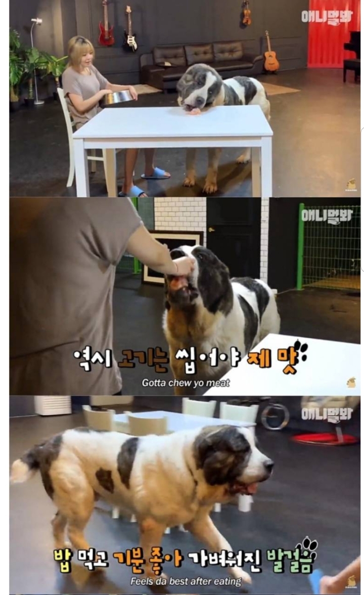 키 2미터 몸무게 120kg 강아지 금강이.jpg | 인스티즈