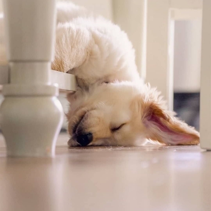 "골든 리트리버" 강아지(사진많음. 데이터주의) | 인스티즈