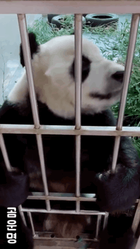 사육사가 혼내키자 삐쳐서 등돌리고 앉은 곰돌이 | 인스티즈