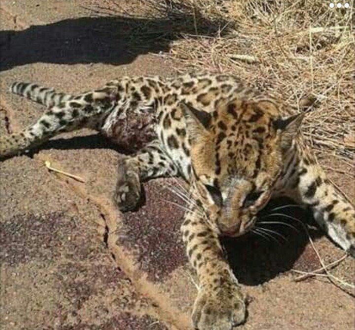 아마존을 위해 기도해주세요 (사진 주의) | 인스티즈