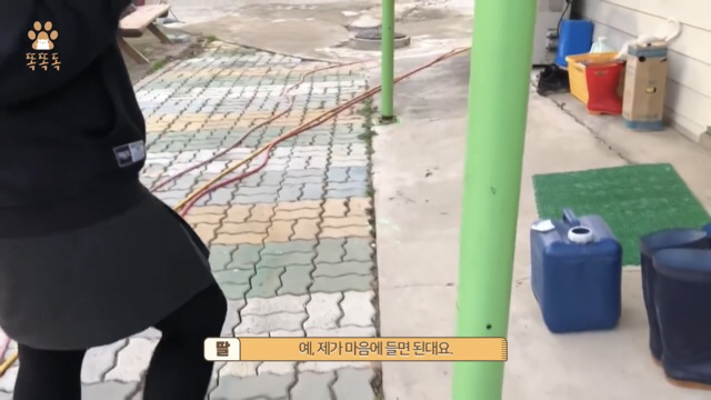 아무도 찾지 않는 믹스견 이야기 | 인스티즈