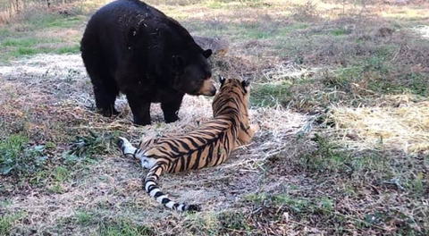 친구가 죽어서 슬픈 곰 | 인스티즈