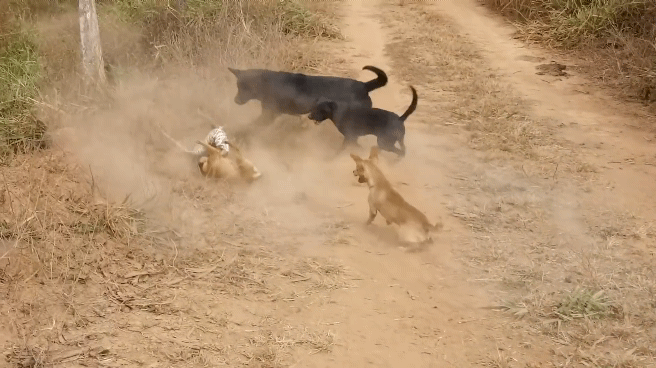 개5 vs 도마뱀1 싸움 | 인스티즈