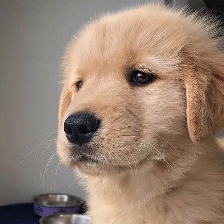 "골든 리트리버" 강아지(사진많음. 데이터주의) | 인스티즈