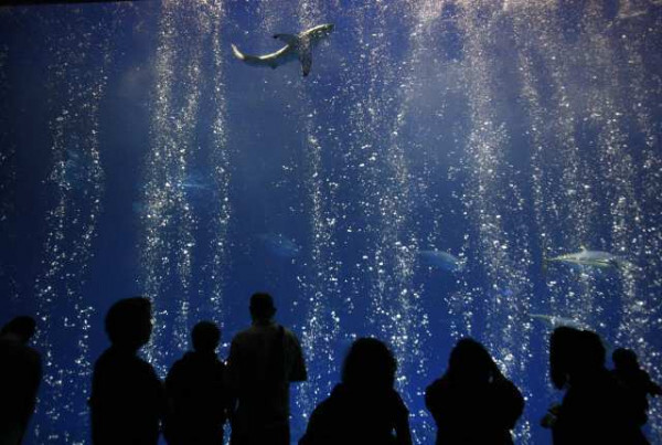 수족관에 백상아리가 없는 이유 | 인스티즈