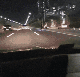 고라니 천국 대한민국 | 인스티즈