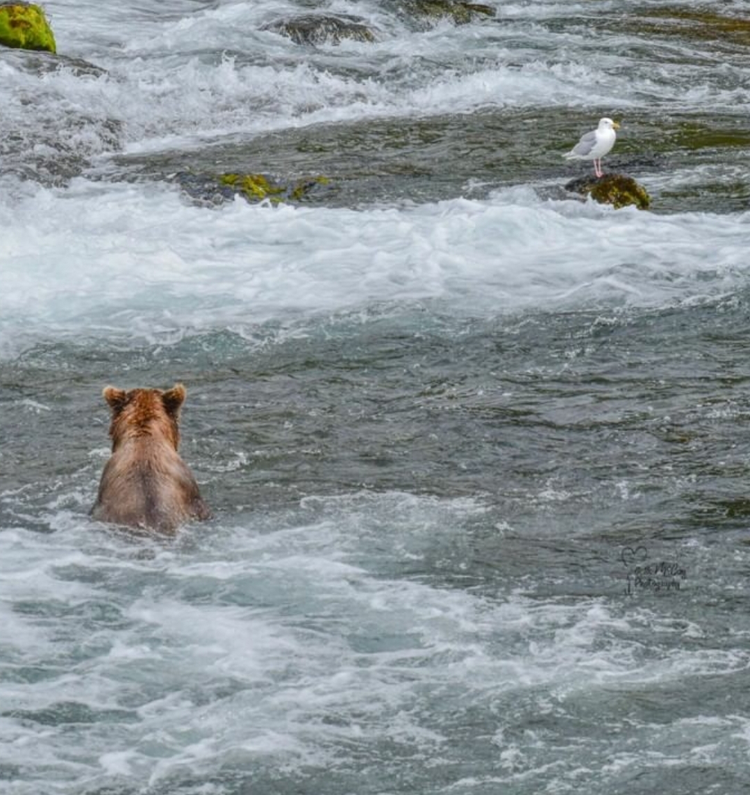 곰 주위에 새가 많은 이유 | 인스티즈