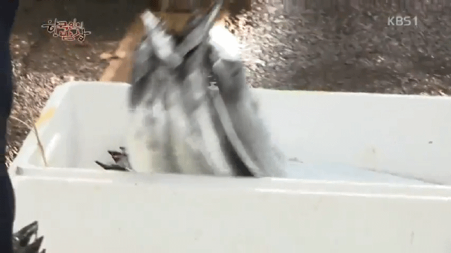 한국인의 밥상 갈치편 | 인스티즈