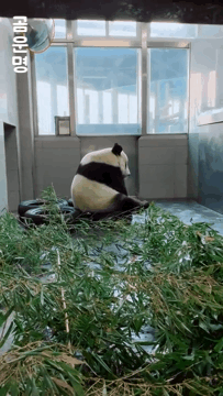 사육사가 혼내키자 삐쳐서 등돌리고 앉은 곰돌이 | 인스티즈