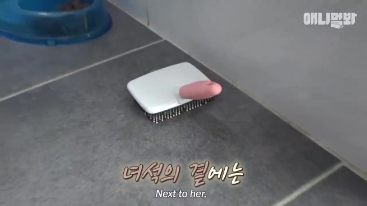 산책로 화장실에 유기된 강아지의 사연.jpg | 인스티즈