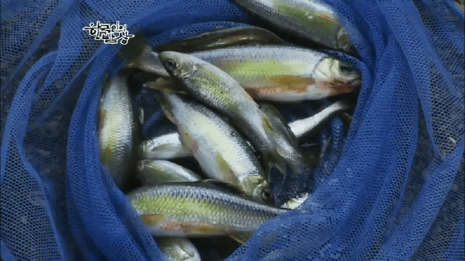 한국인의 밥상 옥천 민물고기 밥상편 | 인스티즈