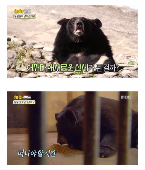 경영난으로 문 닫은 텅 빈 포천동물원에서 홀로 빈 집 지키는 곰돌이 | 인스티즈