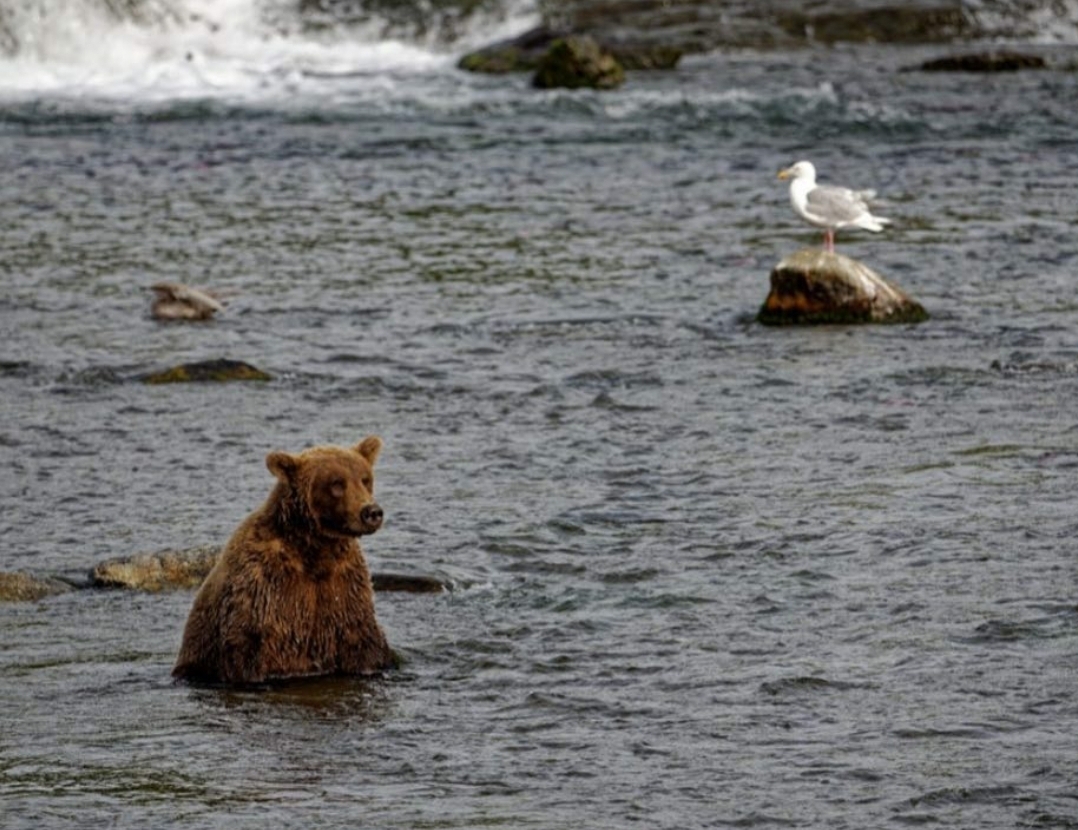 곰 주위에 새가 많은 이유 | 인스티즈