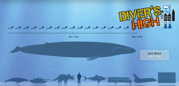 지구역사상 가장 거대한 동물을 알아보자 | 인스티즈