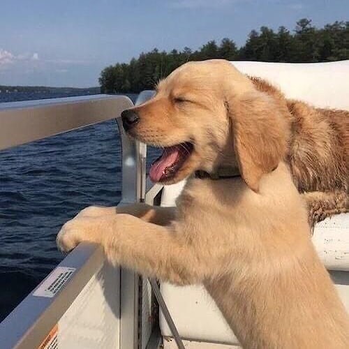 "골든 리트리버" 강아지(사진많음. 데이터주의) | 인스티즈