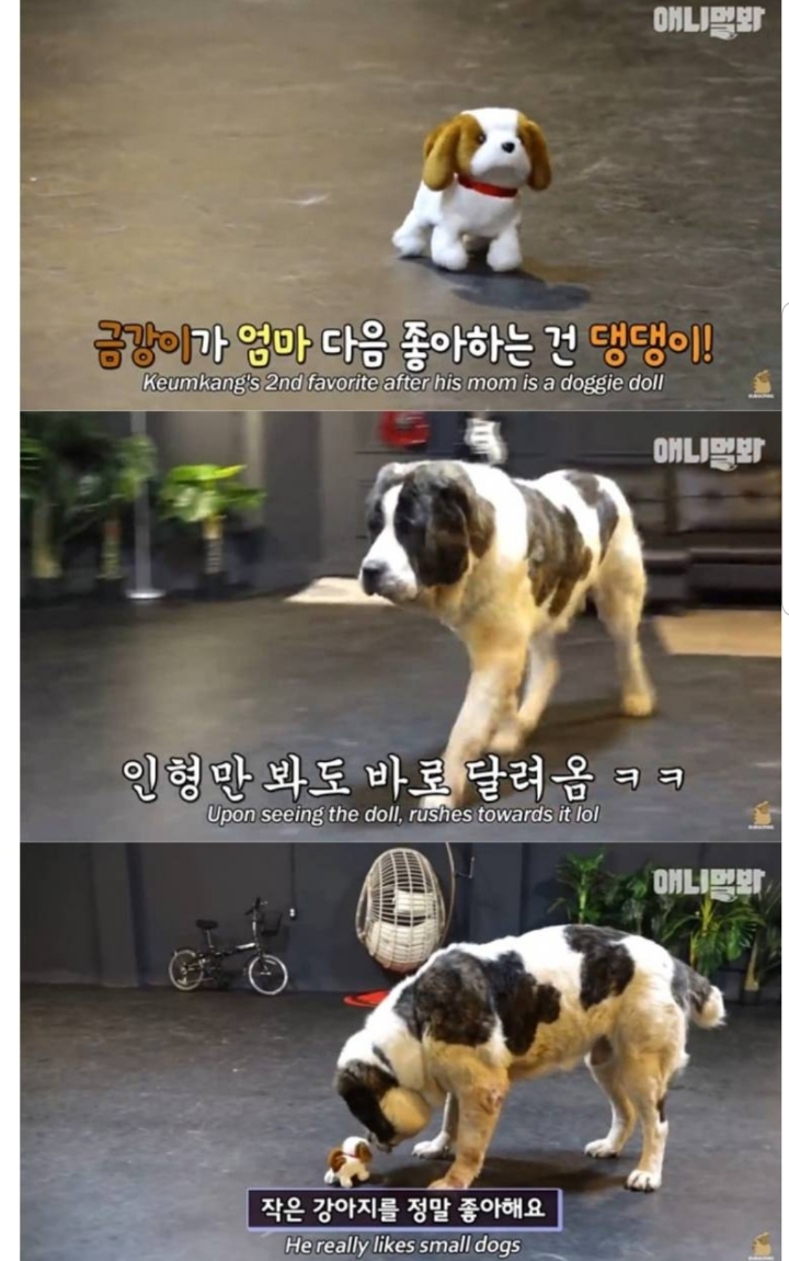 키 2미터 몸무게 120kg 강아지 금강이.jpg | 인스티즈
