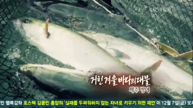 한국인의 밥상 제주 방어편 | 인스티즈