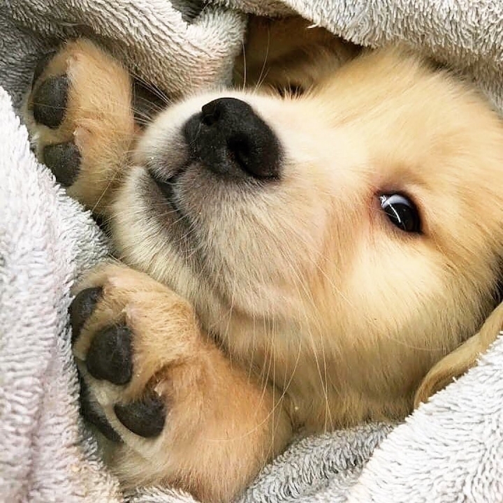 "골든 리트리버" 강아지(사진많음. 데이터주의) | 인스티즈