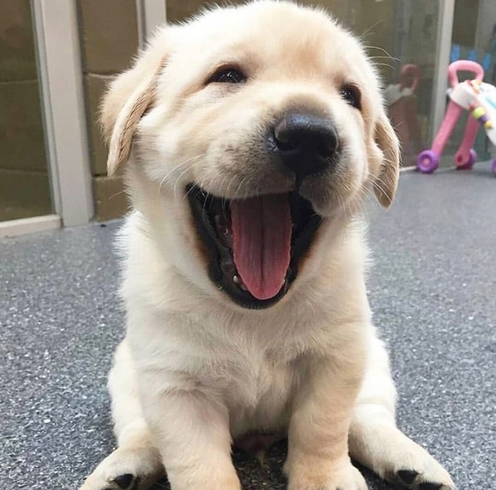 "골든 리트리버" 강아지(사진많음. 데이터주의) | 인스티즈