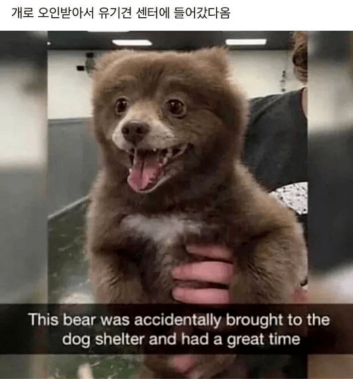 개로 오인받아 유기견센터에 들어간 곰 | 인스티즈