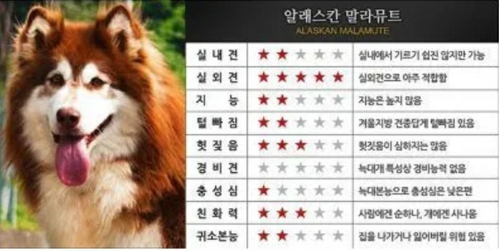 대형견들의 장단점.JPG | 인스티즈