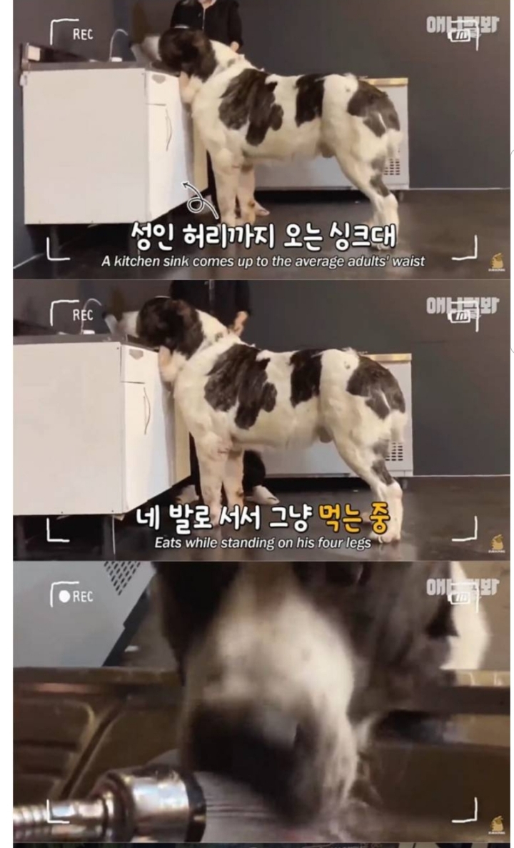 키 2미터 몸무게 120kg 강아지 금강이.jpg | 인스티즈