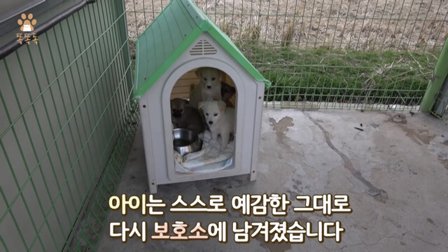 아무도 찾지 않는 믹스견 이야기 | 인스티즈