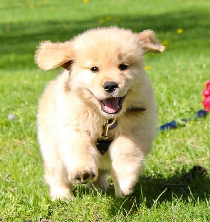 "골든 리트리버" 강아지(사진많음. 데이터주의) | 인스티즈