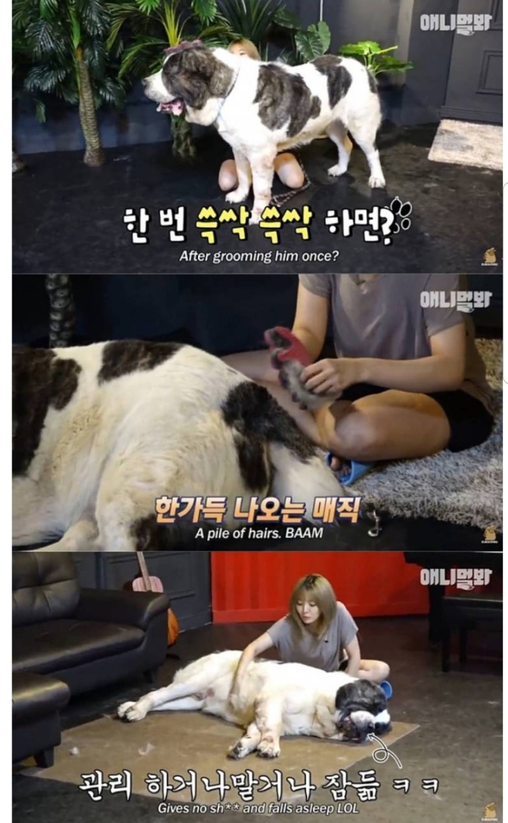 키 2미터 몸무게 120kg 강아지 금강이.jpg | 인스티즈