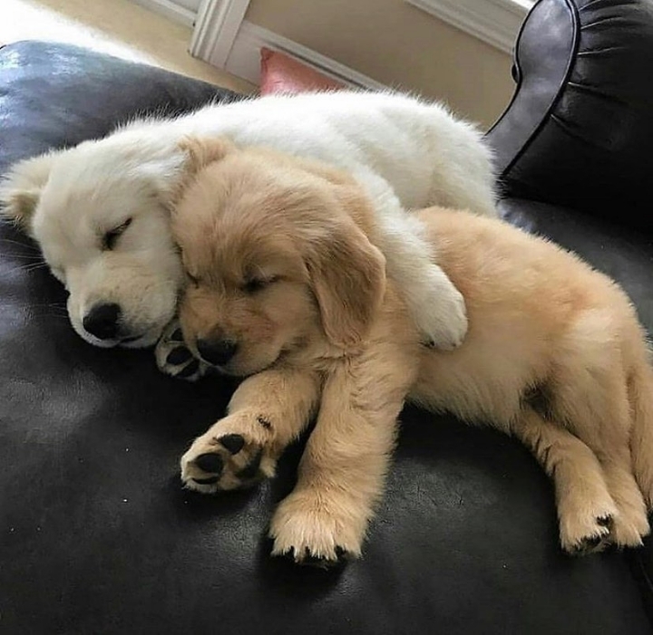 "골든 리트리버" 강아지(사진많음. 데이터주의) | 인스티즈