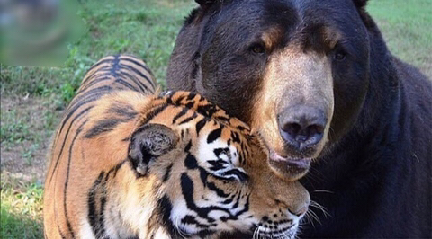 친구가 죽어서 슬픈 곰 | 인스티즈