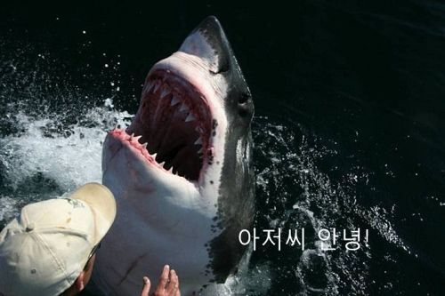 수족관에 백상아리가 없는 이유 | 인스티즈