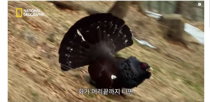 분노조절장애로 목숨을 잃는 동물.jpg | 인스티즈