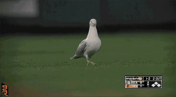 누가 자기 근처에서 뭘 먹는 것만 보면 눈이 돌아버리는 조류계의 조폭 | 인스티즈