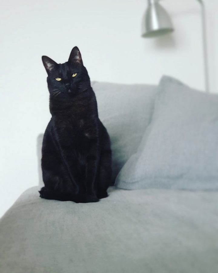 고양이 제조 과정.jpg | 인스티즈