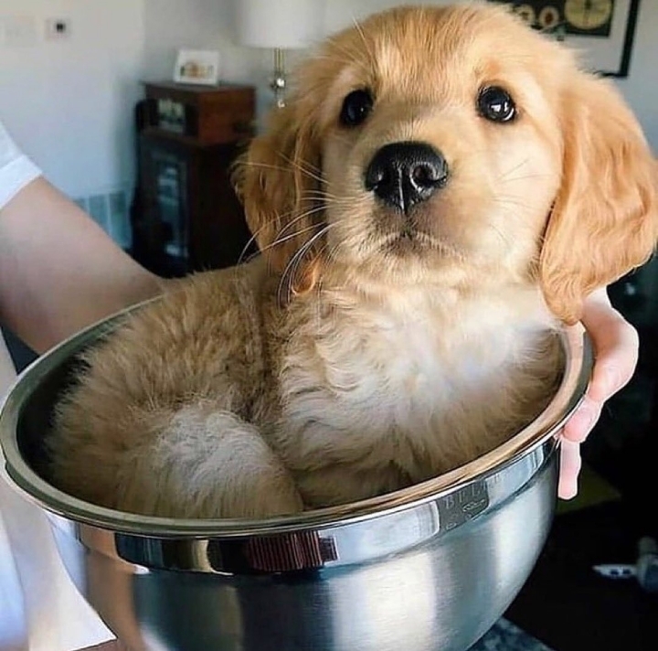 "골든 리트리버" 강아지(사진많음. 데이터주의) | 인스티즈