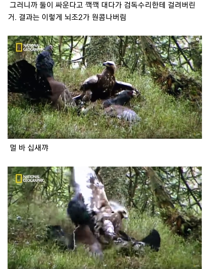 분노조절장애로 목숨을 잃는 동물.jpg | 인스티즈