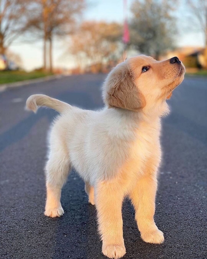 "골든 리트리버" 강아지(사진많음. 데이터주의) | 인스티즈